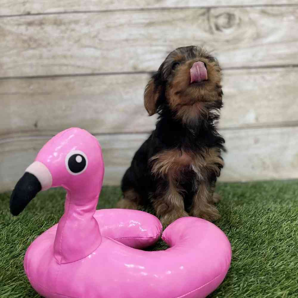 Male Chorkie Puppy for Sale in Braintree, MA