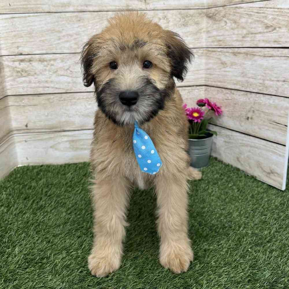 Male Soft Coated Wheaten Terrier Puppy for Sale in Braintree, MA