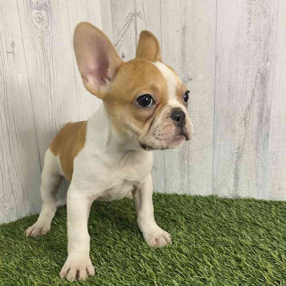 Male French Bulldog Puppy for sale