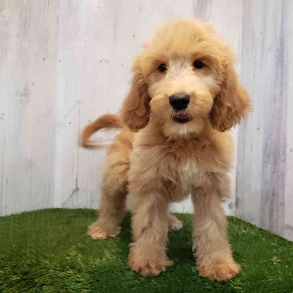 Female Goldendoodle Puppy for sale