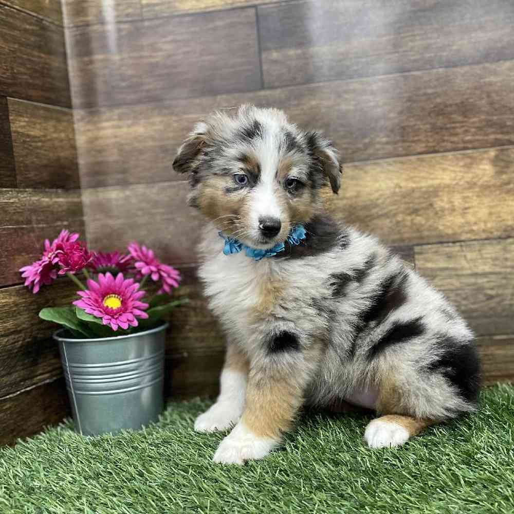 Female Miniature Australian Shepherd Puppy for Sale in Braintree, MA