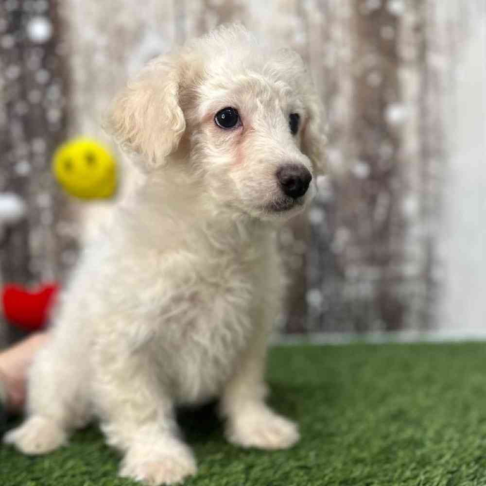 Male Mini Goldendoodle 2nd Gen Puppy for Sale in Saugus, MA