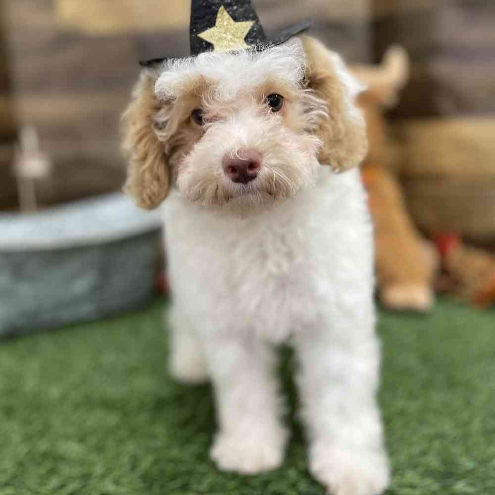 Female Mini NewfyPoo Puppy for Sale in Braintree, MA