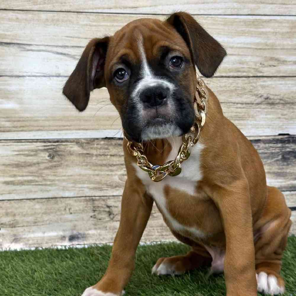 Male Boxer Puppy for Sale in Saugus, MA
