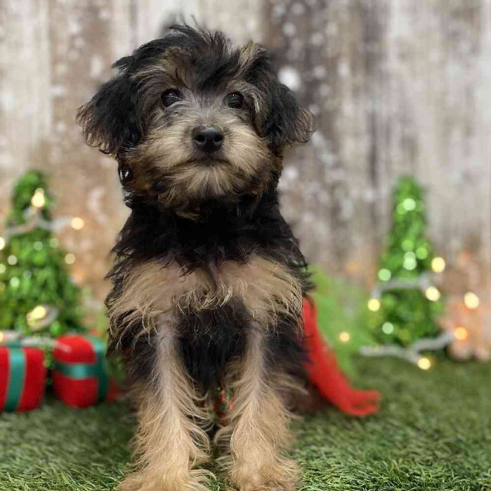 Female Yorkie-Poo Puppy for Sale in Braintree, MA