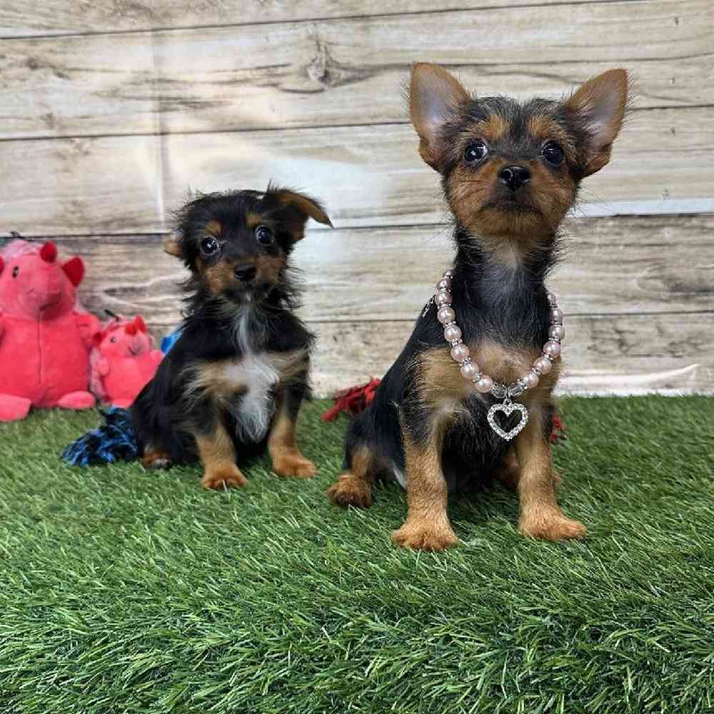 Male Chorkie Puppy for Sale in Saugus, MA