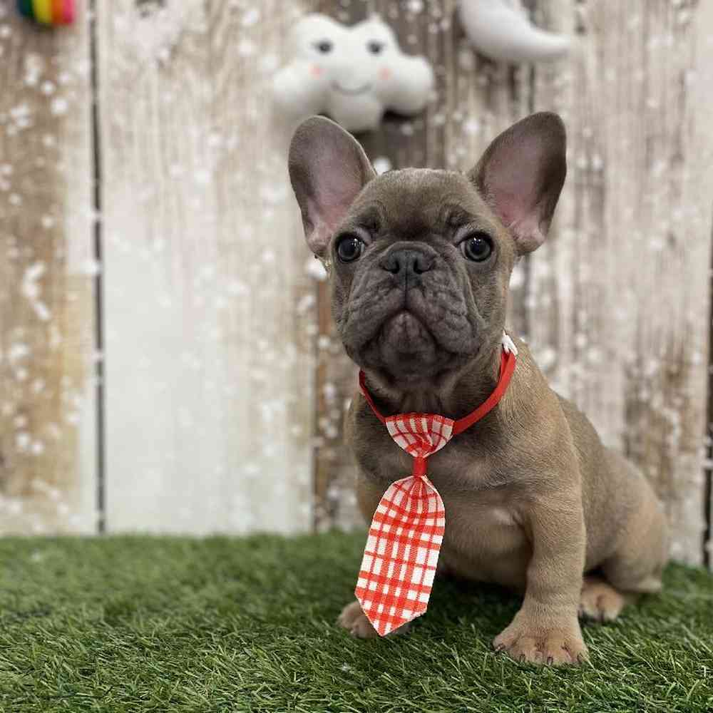 Male French Bulldog Puppy for Sale in Braintree, MA
