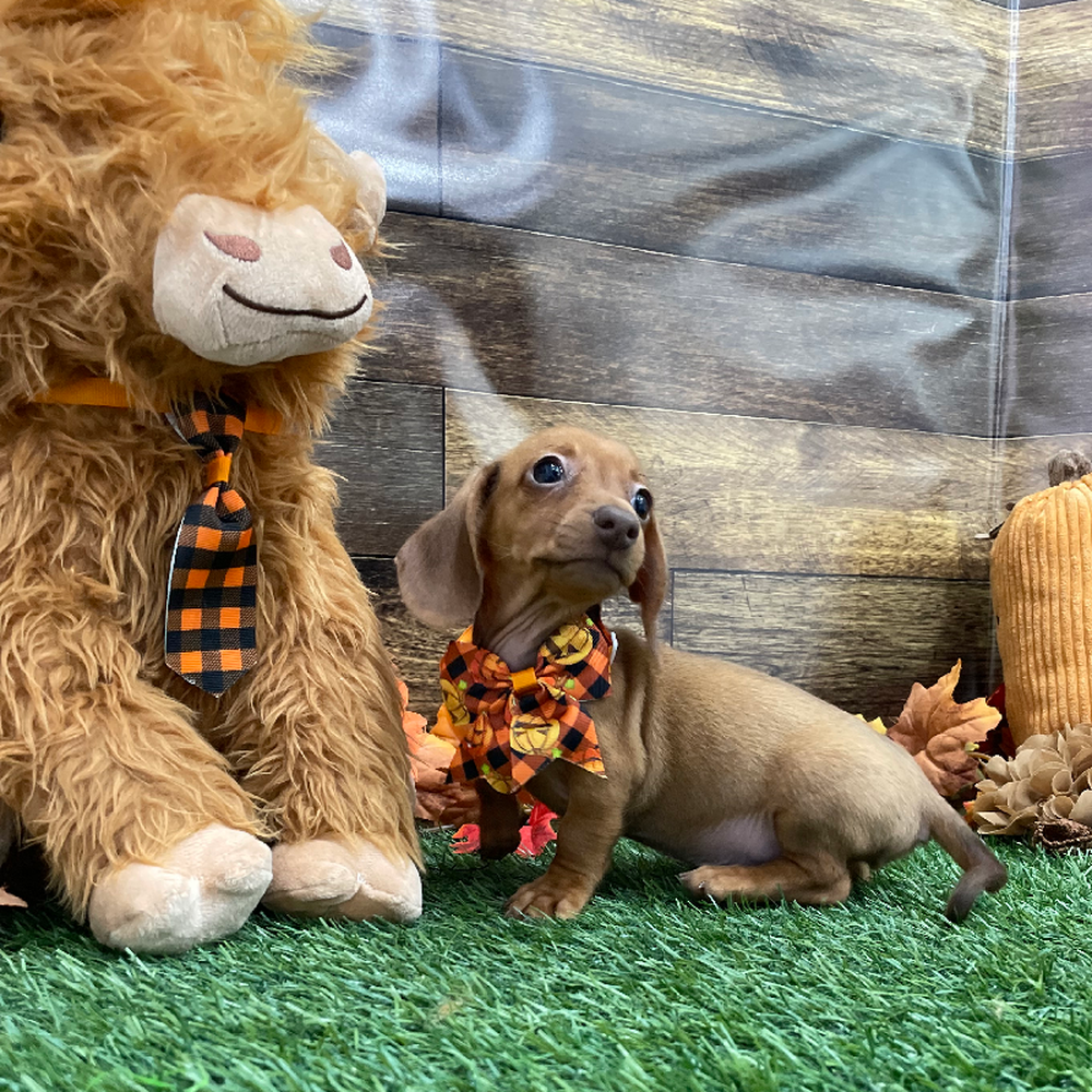 Male Dachshund Puppy for Sale in Braintree, MA