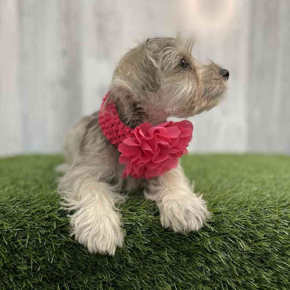 Female Miniature Schnauzer Puppy for sale