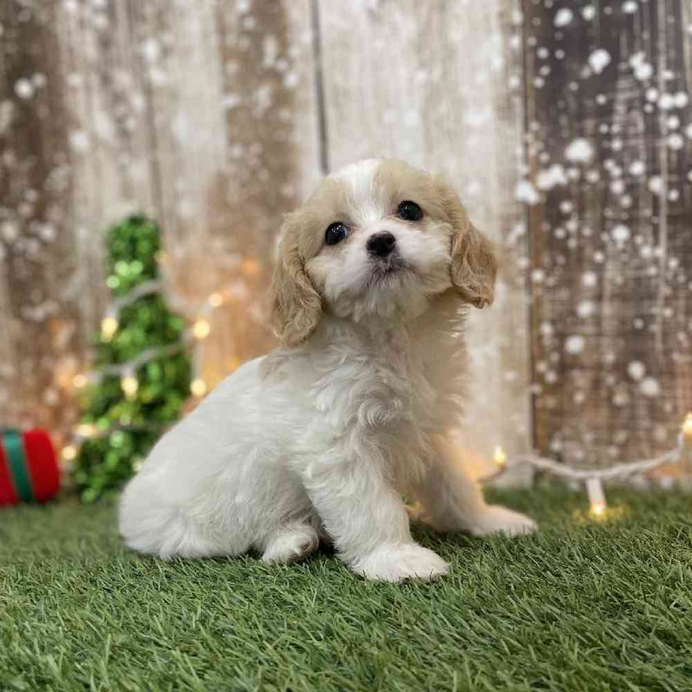 Female Cavapoo Puppy for Sale in Braintree, MA
