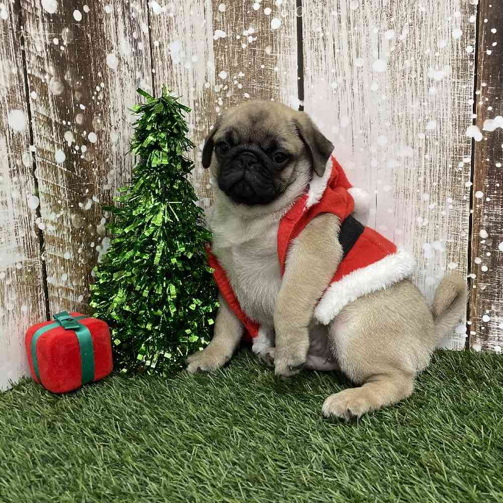 Male Pug Puppy for Sale in Braintree, MA