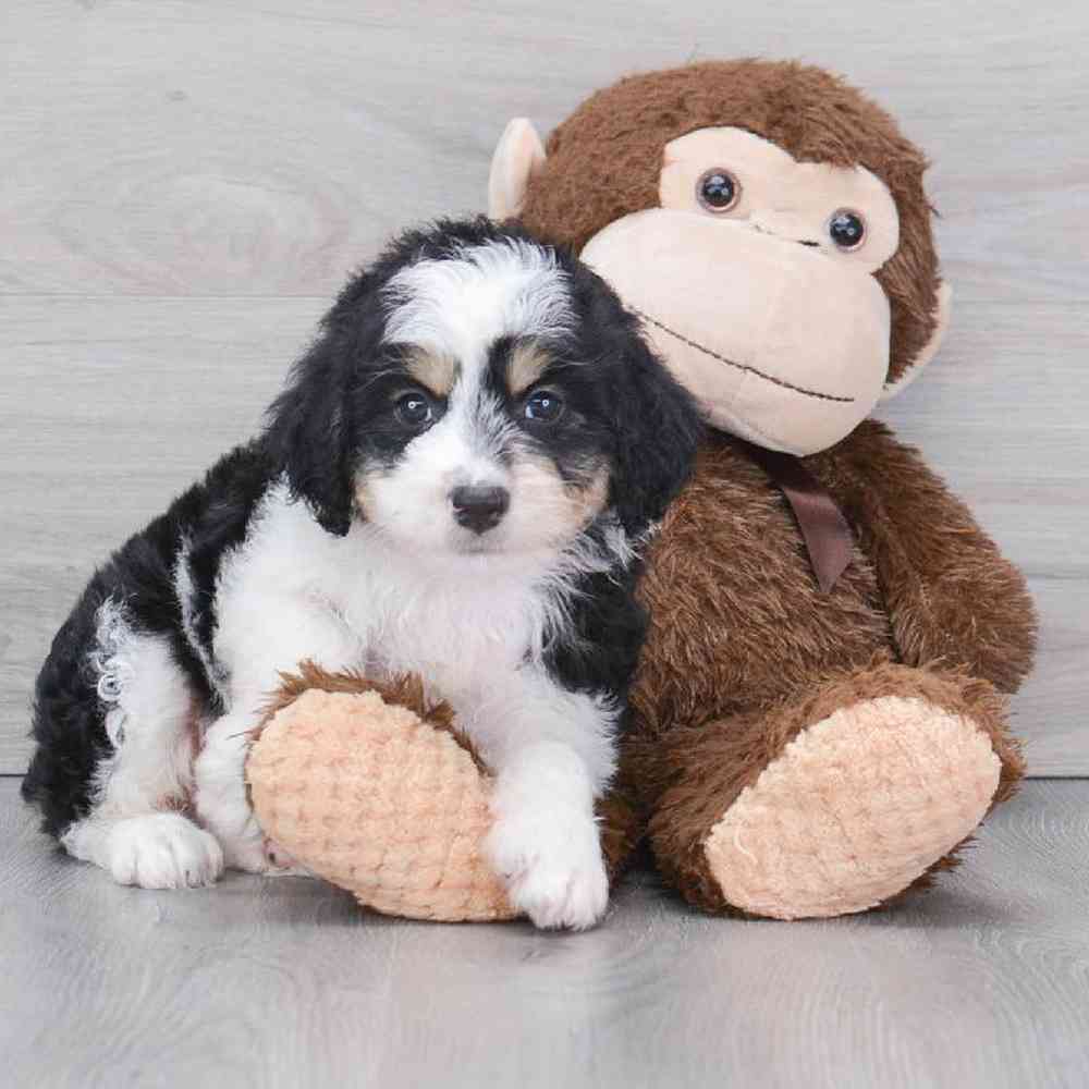 mini-aussiedoodle-aladdin-5433272835466671.jpg