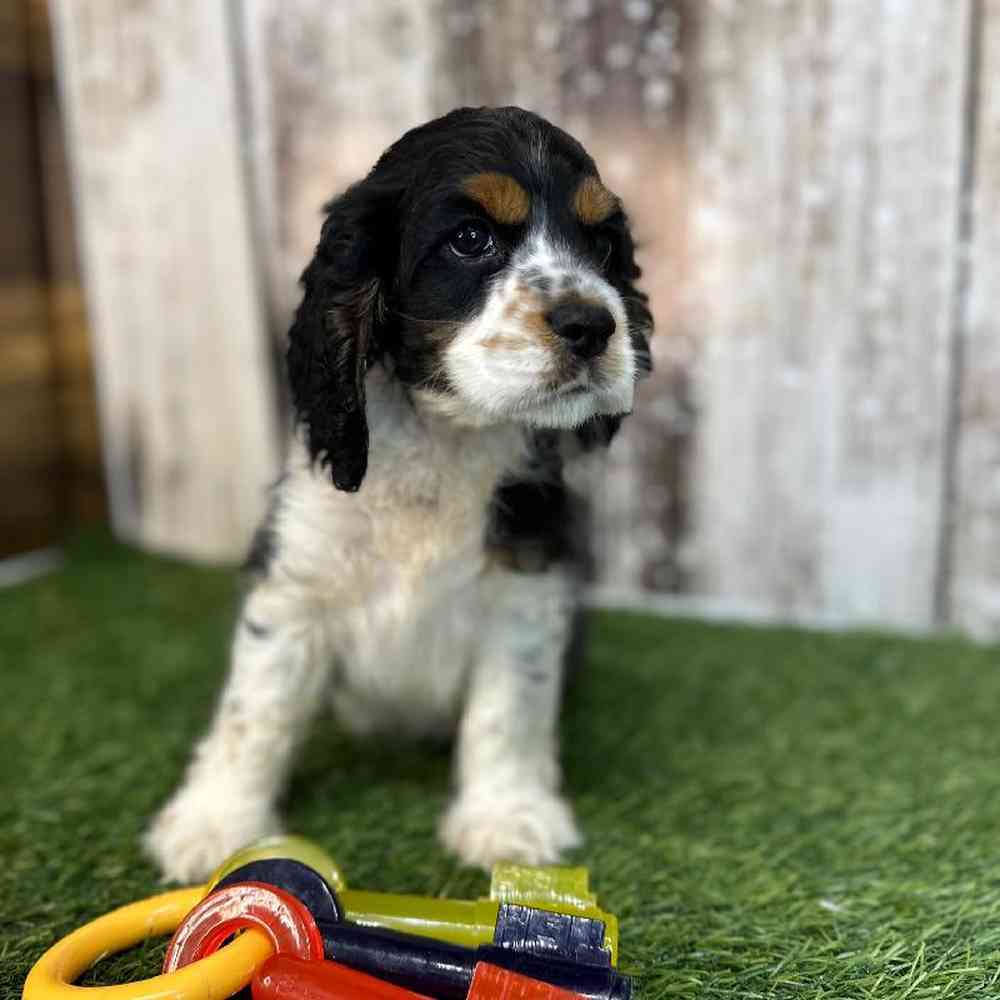 Male Cocker Spaniel Puppy for Sale in Saugus, MA