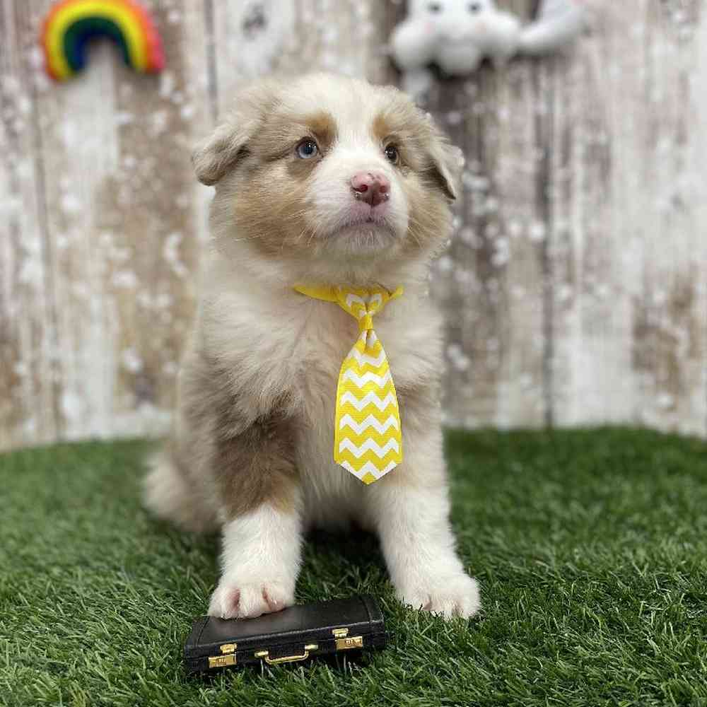 Male Australian Shepherd Puppy for Sale in Braintree, MA