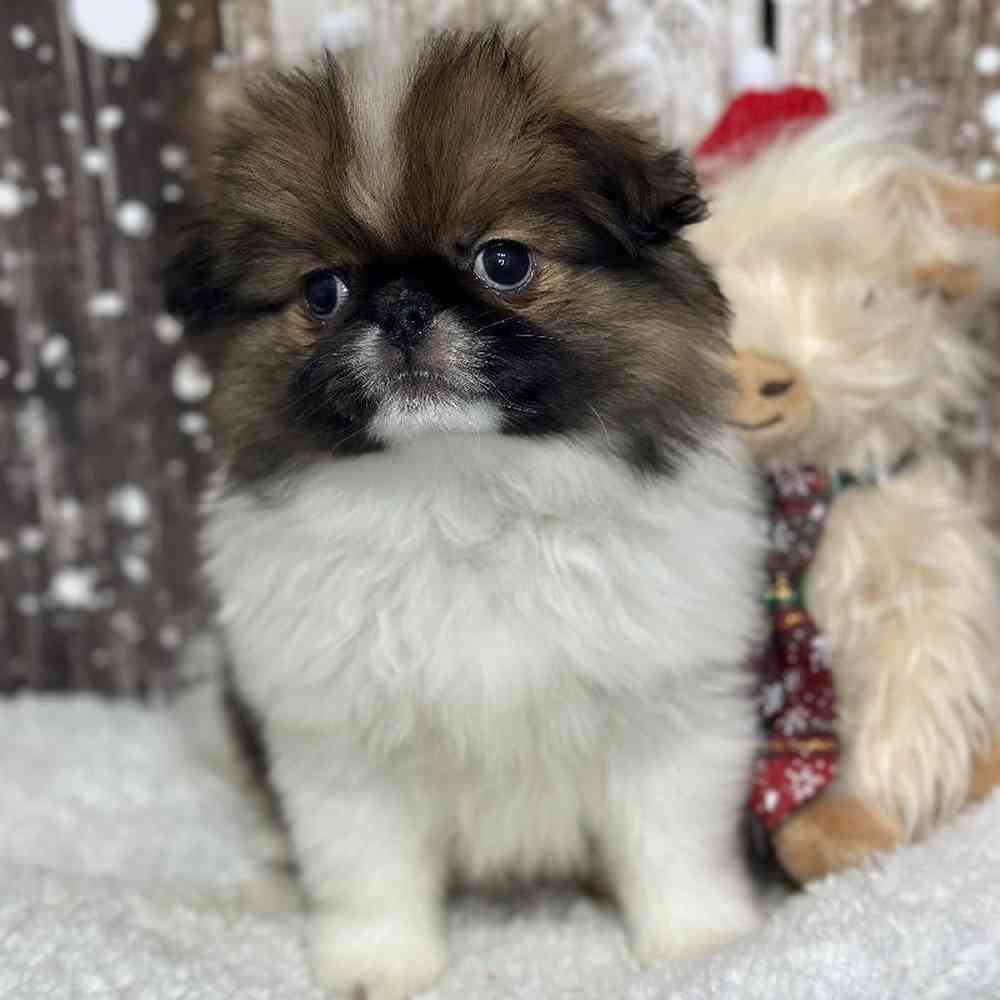 Male Japanese Chin Puppy for Sale in Saugus, MA