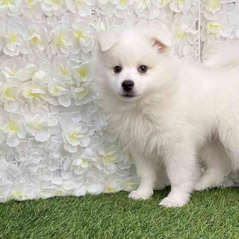 Male American Eskimo Puppy for Sale in Braintree, MA