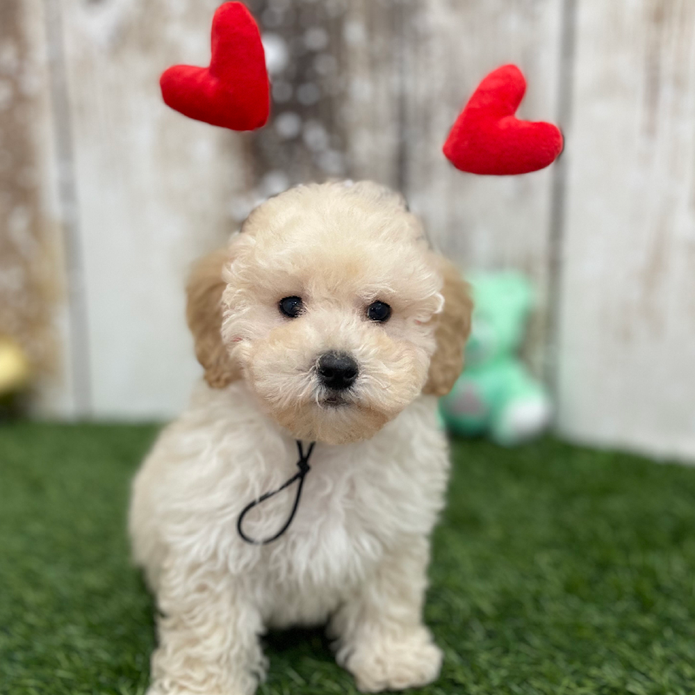 Male Bichon-Poodle 2nd Gen Puppy for Sale in Braintree, MA