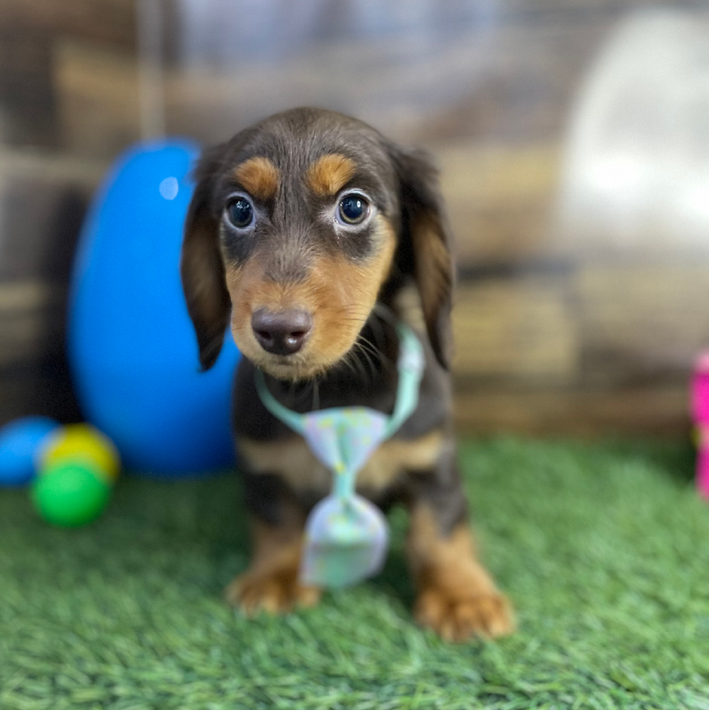 Male Dachshund Puppy for Sale in Braintree, MA