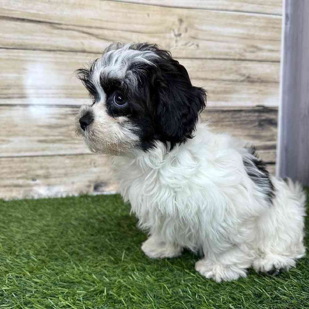 Female Shih-Poo Puppy for Sale in Saugus, MA