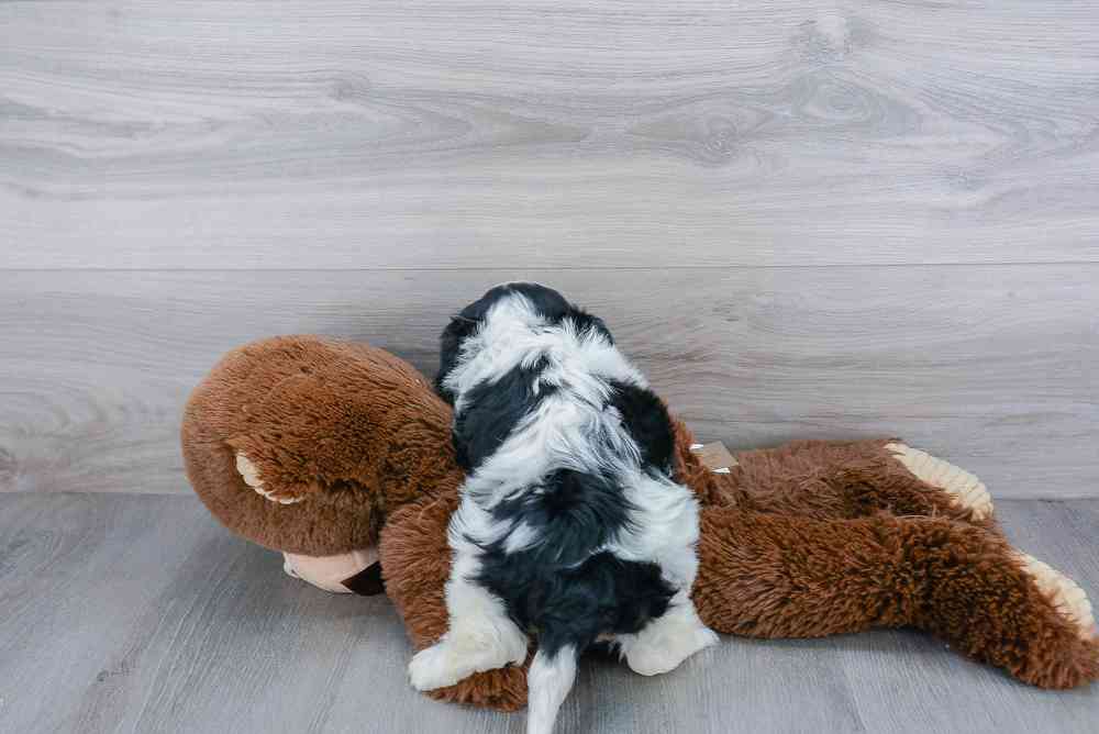 cavachon-sheldon-2600773497075973.jpg