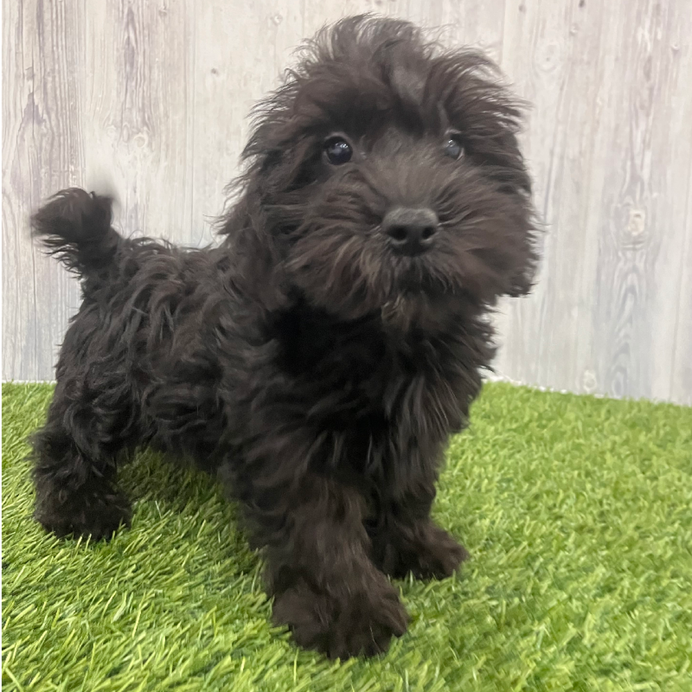 Male Schnoodle Puppy for Sale in Braintree, MA