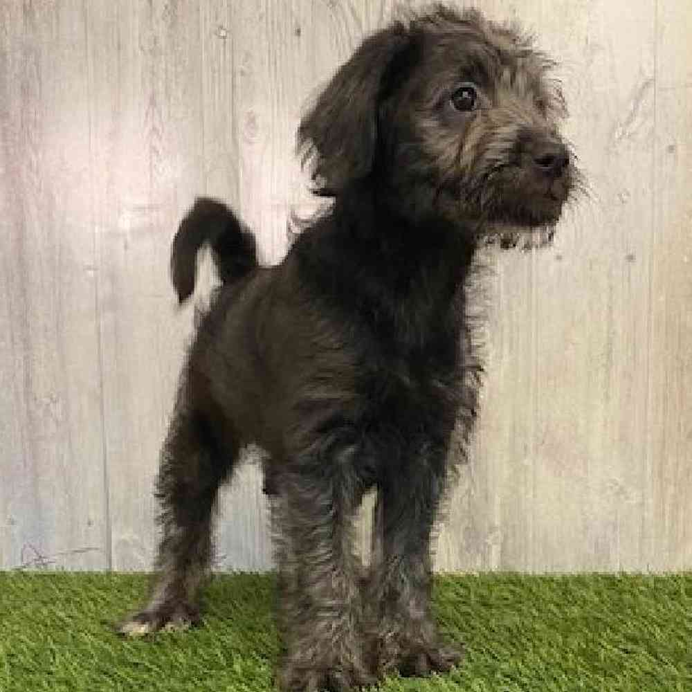 Female Mini Labradoodle Puppy for sale