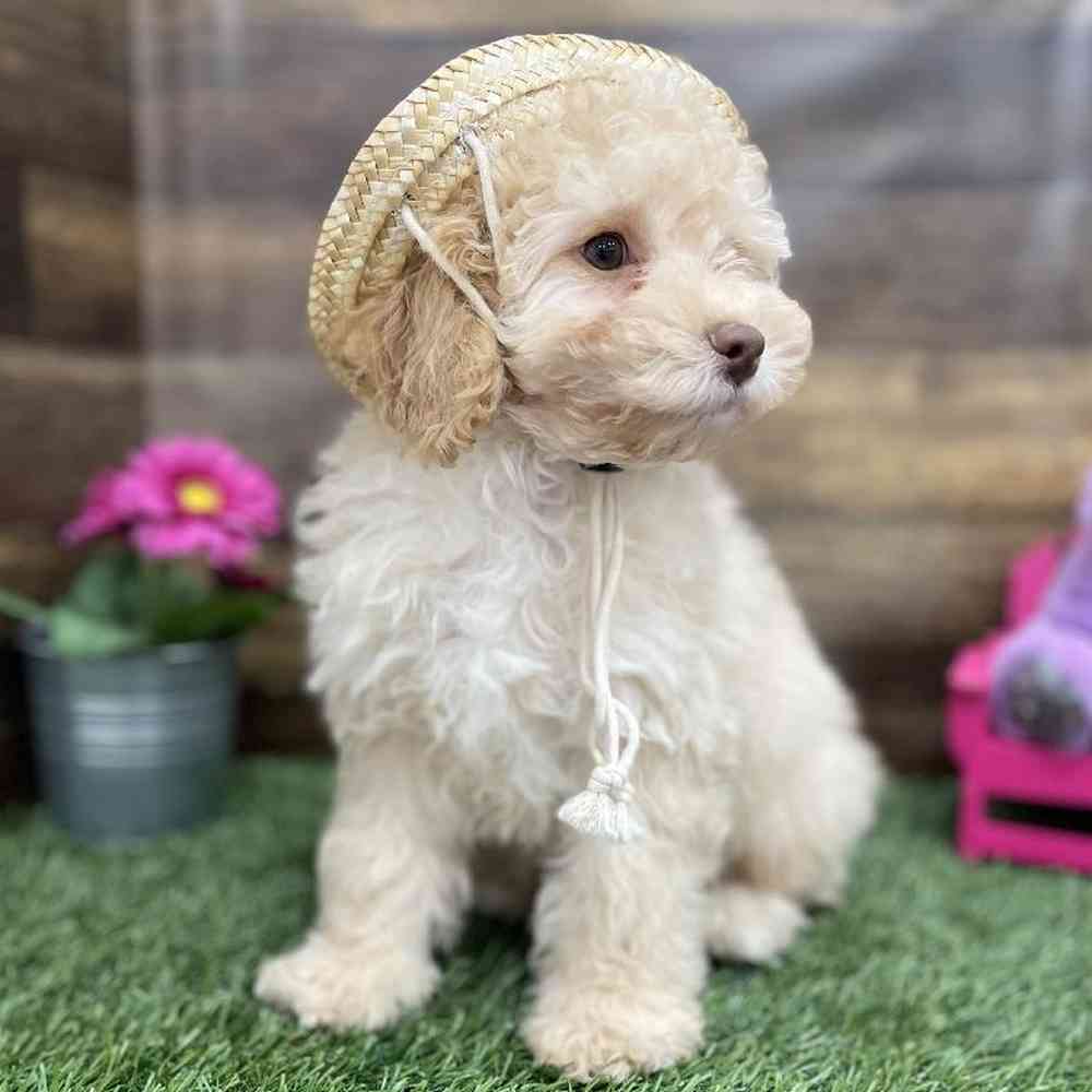 Male Cockapoo 2nd Gen Puppy for Sale in Braintree, MA