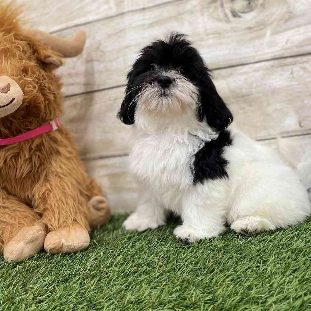 Male Havanese Puppy for Sale in Braintree, MA