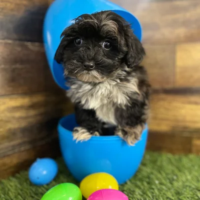 Male Havapoo Puppy for Sale in Braintree, MA