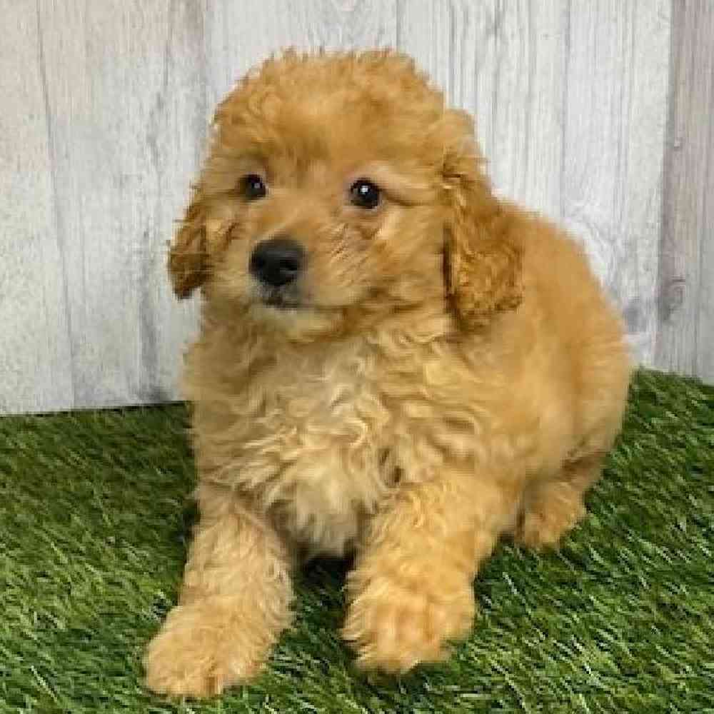 Female Mini Goldendoodle Puppy for sale