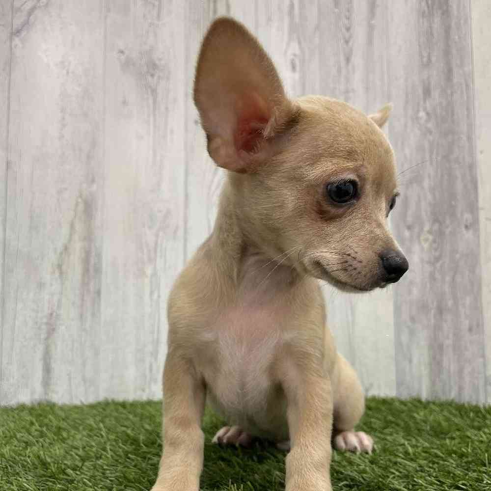 Male Chihuahua Puppy for Sale in Braintree, MA