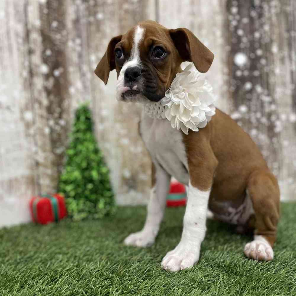 Female Boxer Puppy for Sale in Braintree, MA