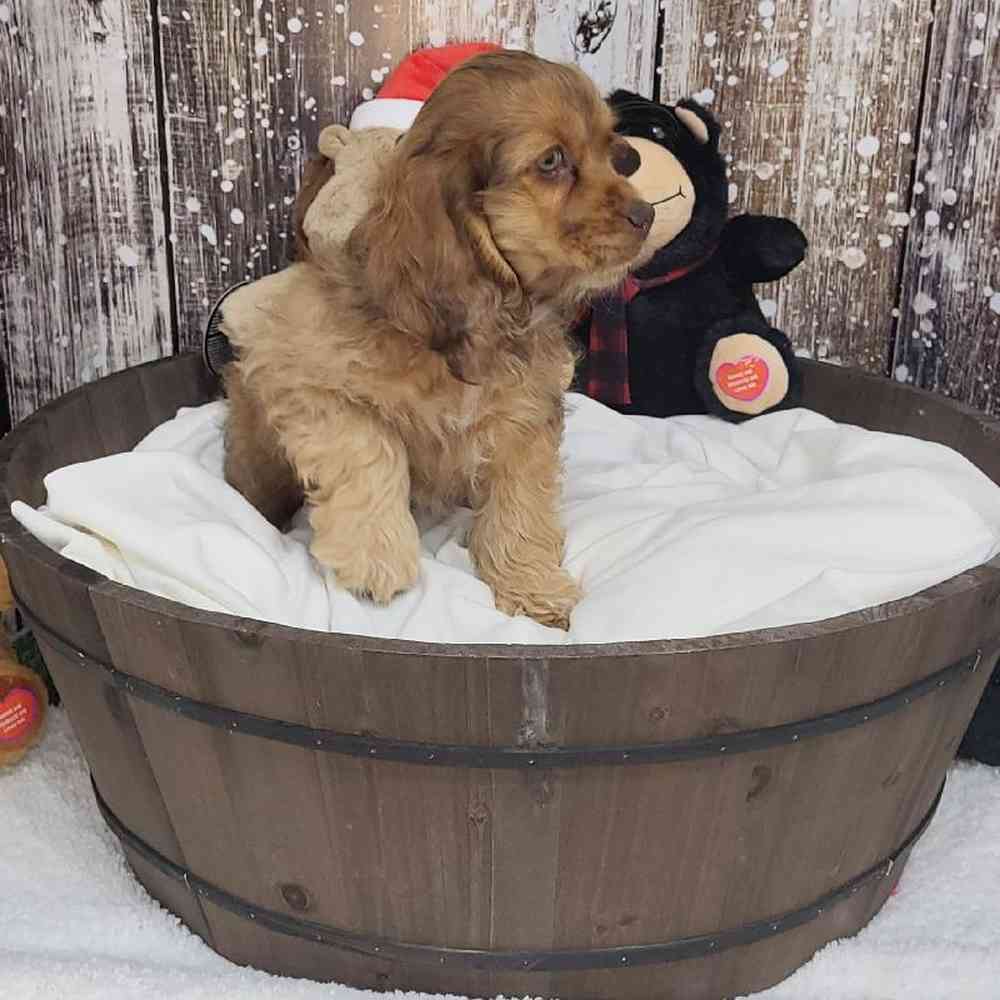 Male Cocker Spaniel Puppy for Sale in Saugus, MA