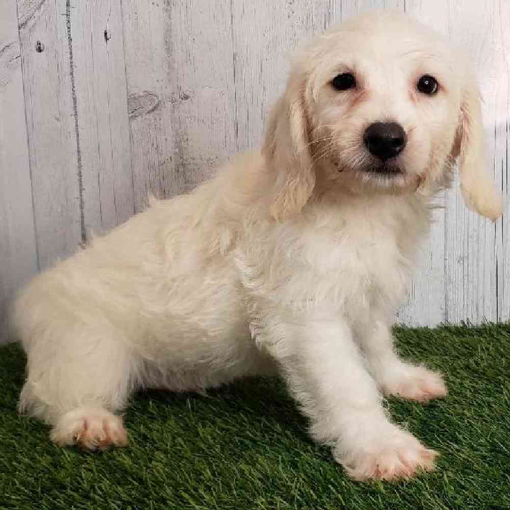 Male Mini Labradoodle Puppy for sale
