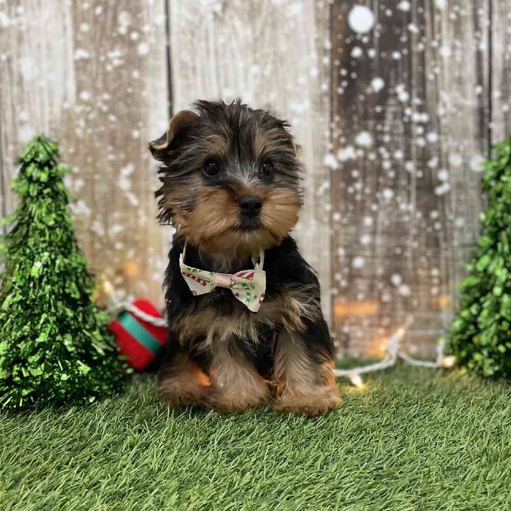 Male Silky Terrier Puppy for Sale in Braintree, MA