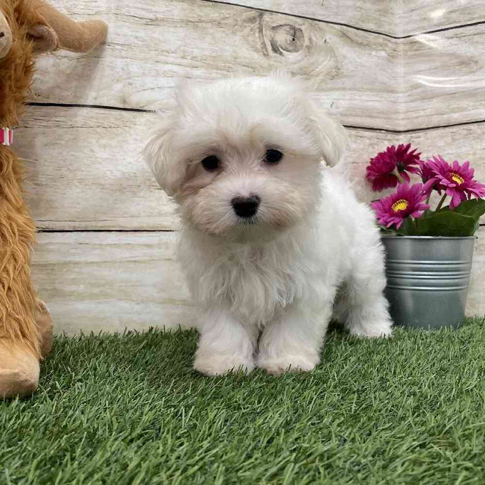 Male Maltese Puppy for Sale in Braintree, MA