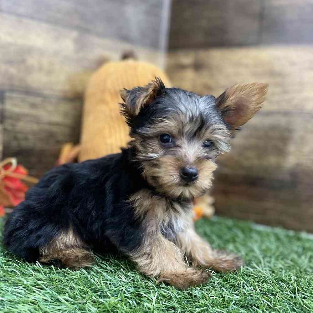 Male Yorkshire Terrier Puppy for Sale in Braintree, MA