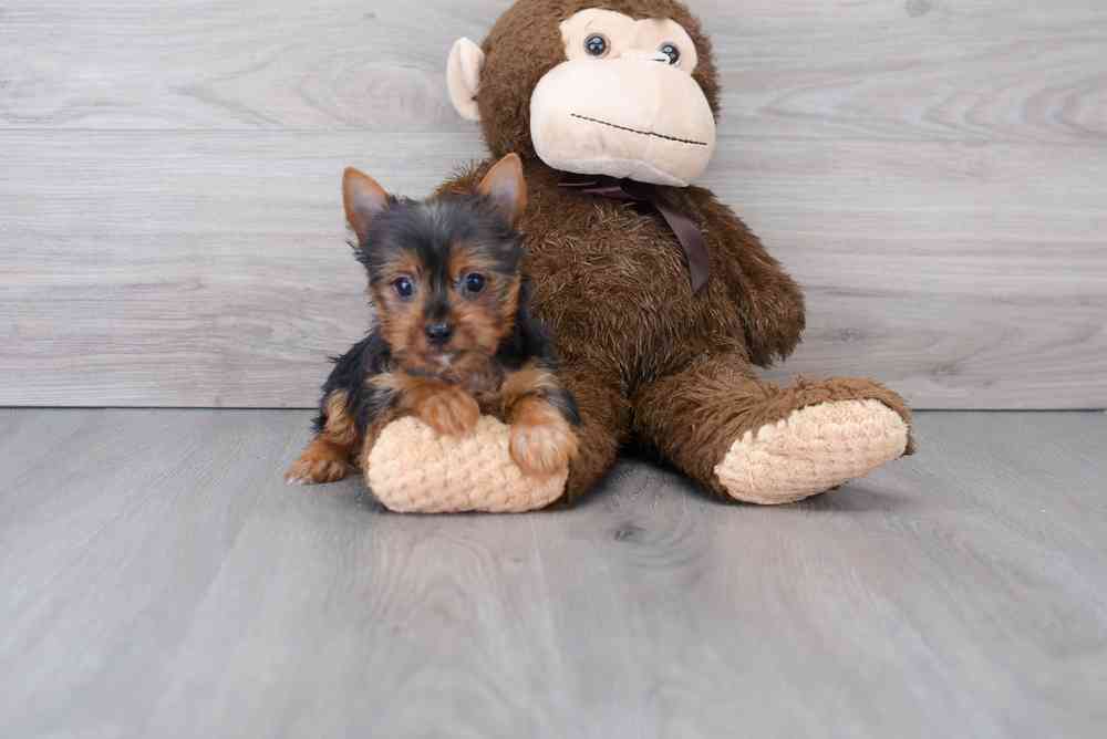 yorkshire-terrier-jeremy-9184362211720691.jpg