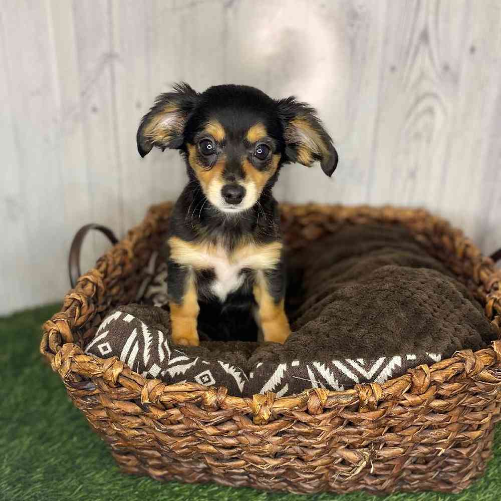Female Chiweenie Puppy for Sale in Saugus, MA
