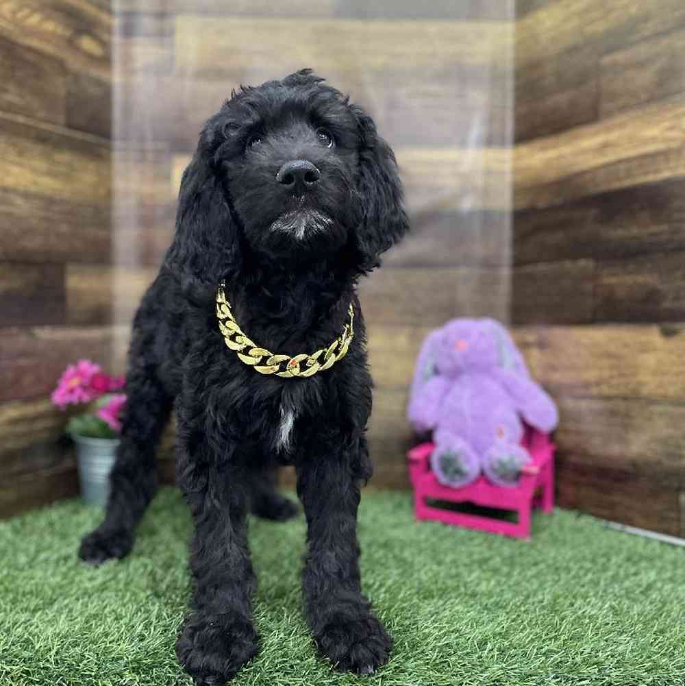 Male Goldendoodle Puppy for Sale in Braintree, MA