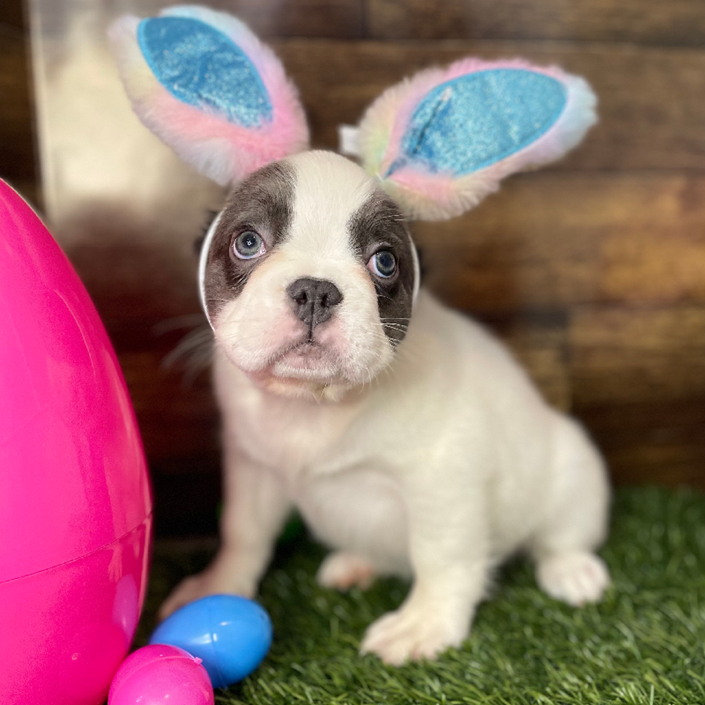 Female French Bulldog Puppy for Sale in Braintree, MA