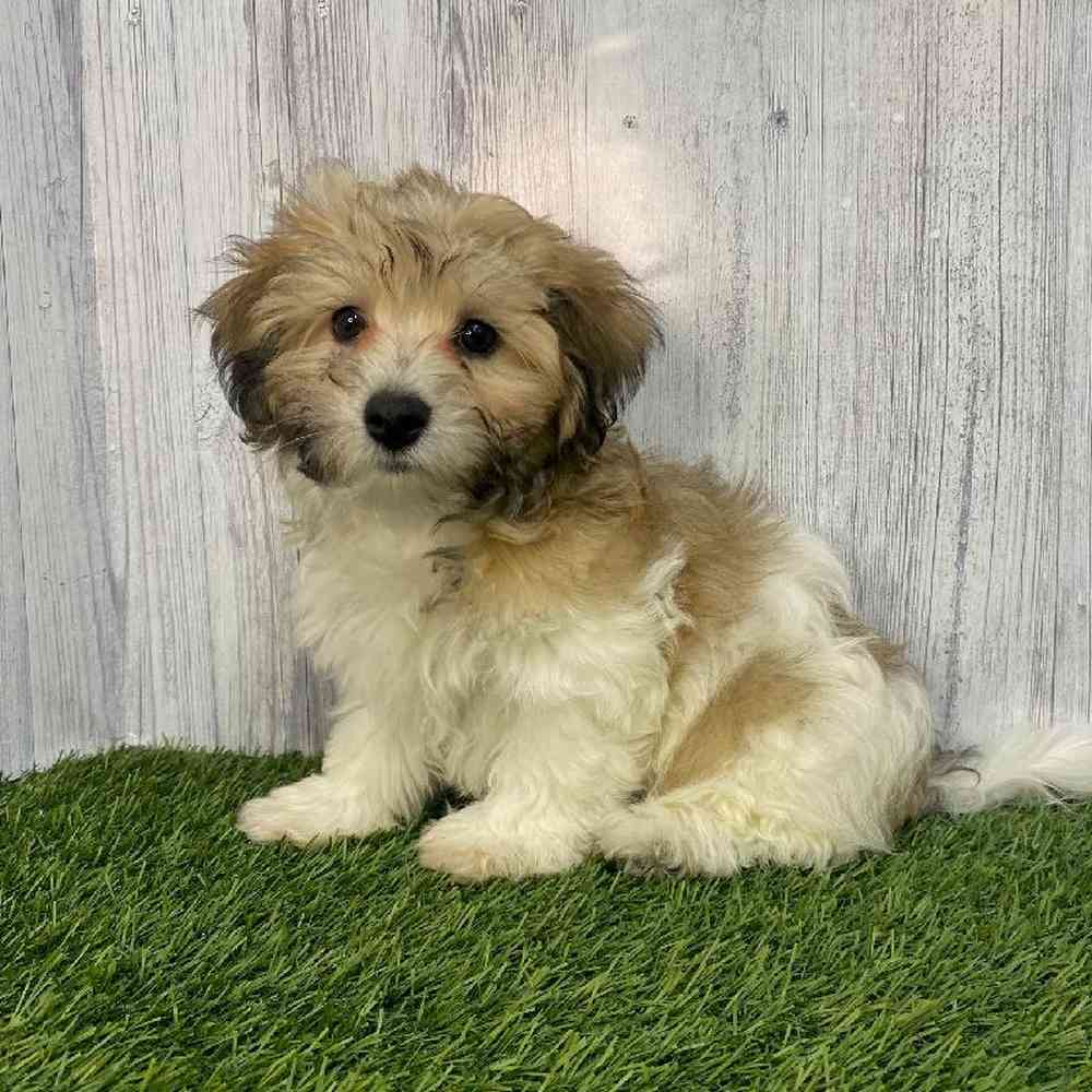 Male Hava-Chon Puppy for Sale in Saugus, MA