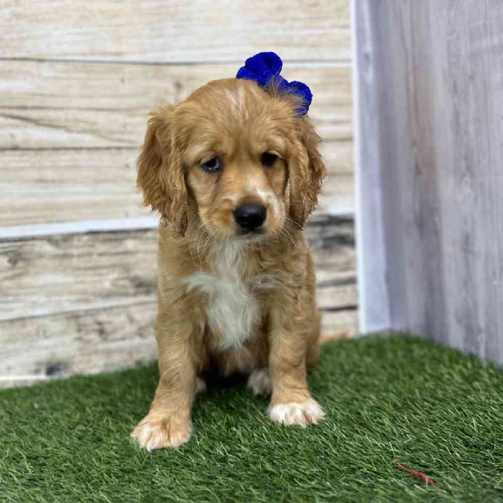 Female Golden Cocker Retriever Puppy for Sale in Saugus, MA