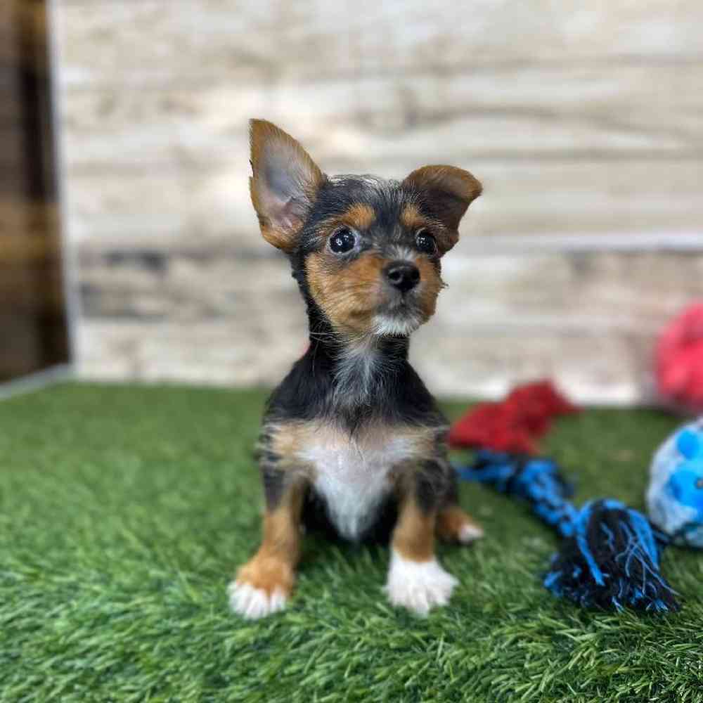 Male Chorkie Puppy for Sale in Saugus, MA
