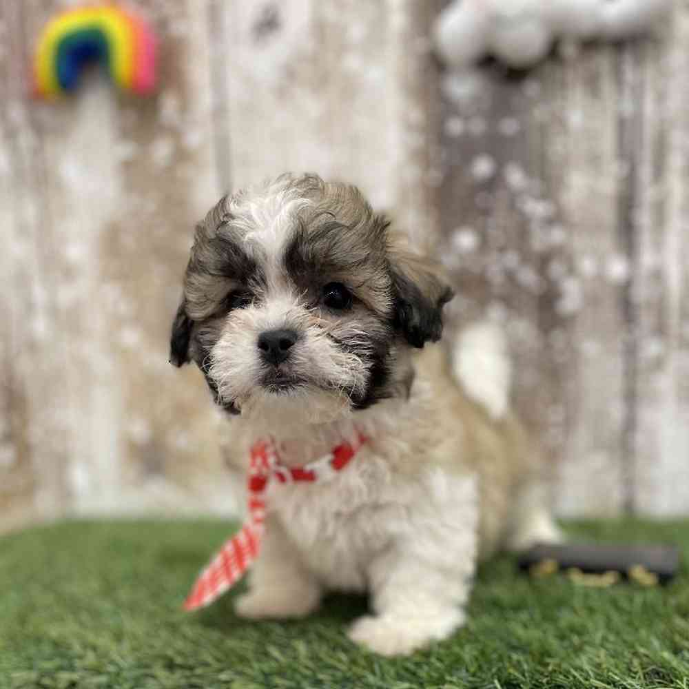 Male Teddy Bear (Zuchon) Puppy for Sale in Braintree, MA