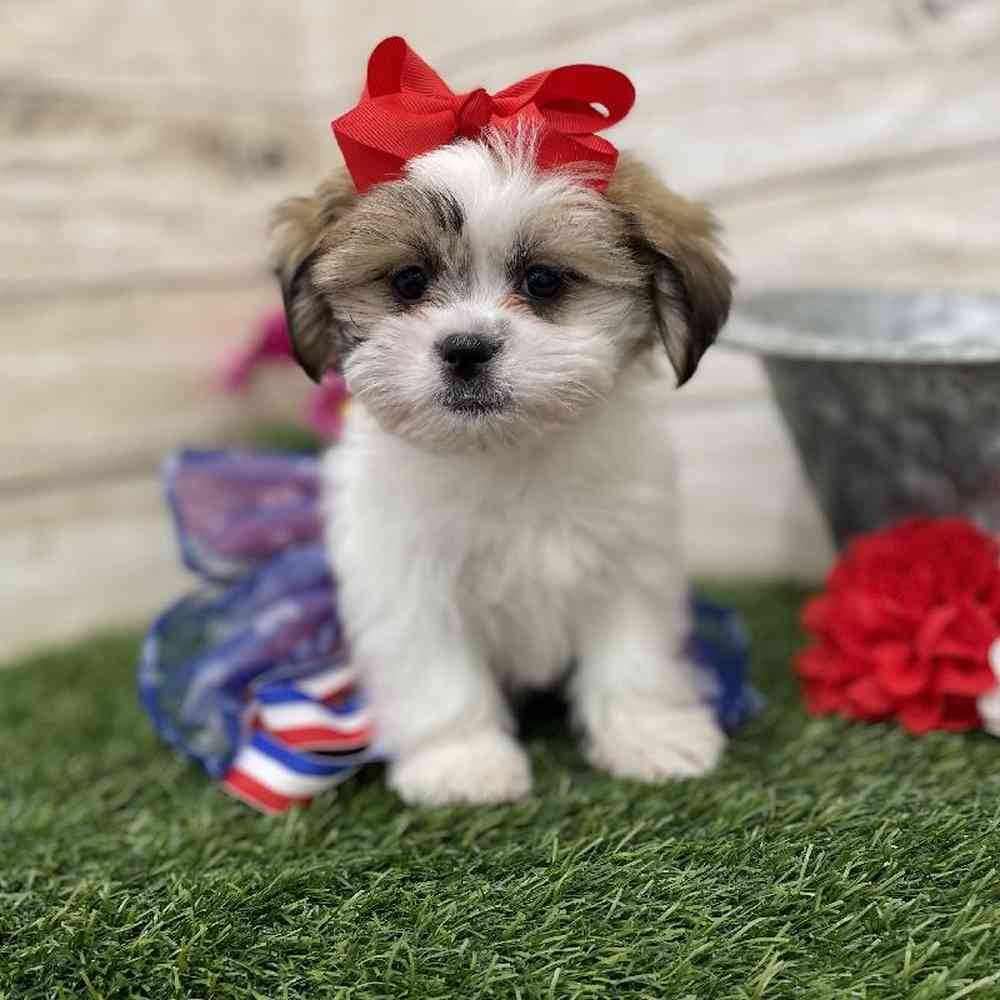 Female Malshi Puppy for Sale in Braintree, MA