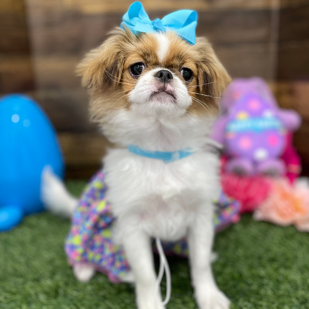 Female Japanese Chin Puppy for Sale in Braintree, MA