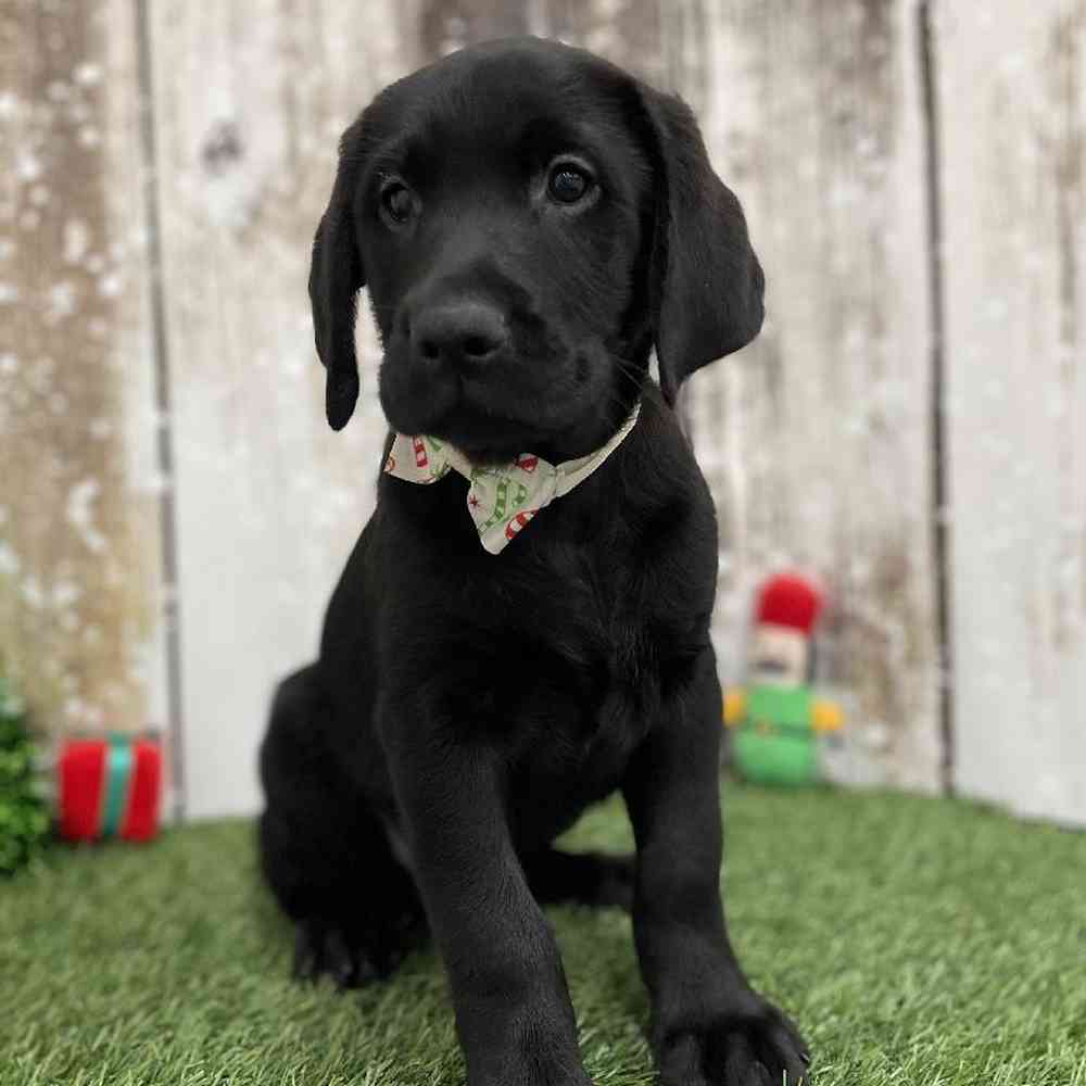 Male Labrador Retriever Puppy for Sale in Braintree, MA