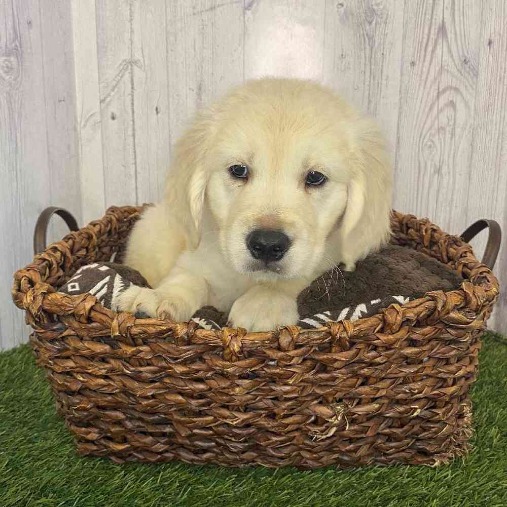 Male Golden Retriever Puppy for Sale in Saugus, MA