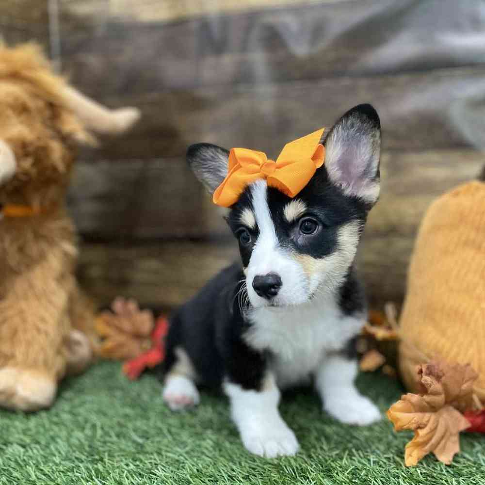 Female Pembroke Welsh Corgi Puppy for Sale in Braintree, MA